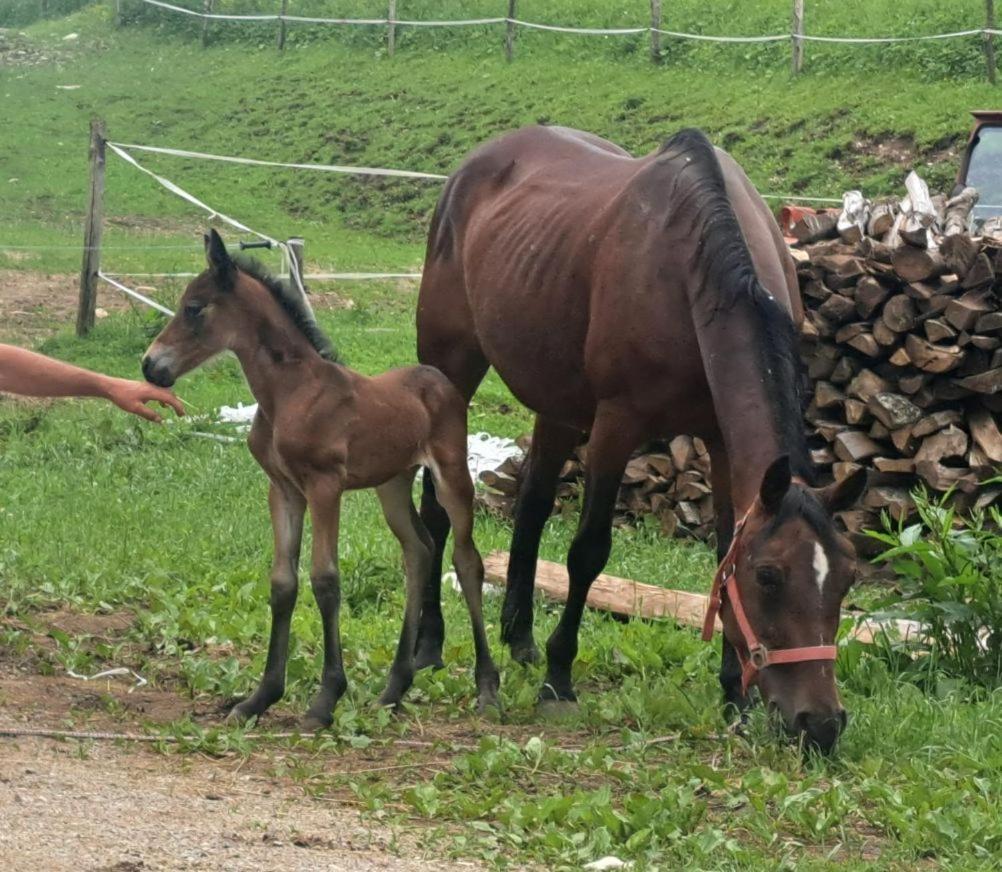 Apartamento Tourist Farm Pr' Maretc Bohinjska Bistrica Exterior foto
